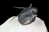 Bumpy Cyphaspis Trilobite - Ofaten, Morocco #92921-3